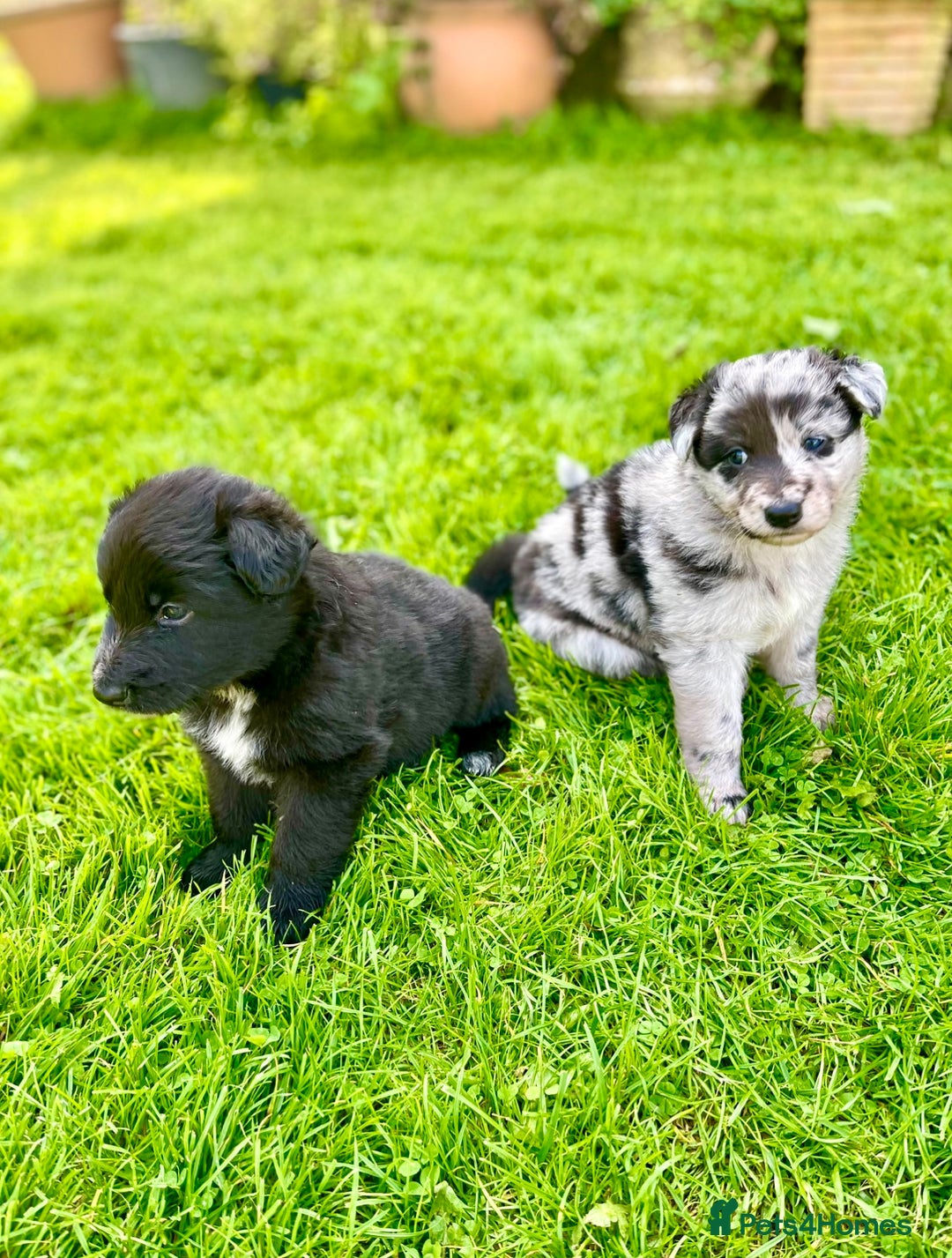 Mixed Breed dogs for sale: Beautiful long haired GSD cross collie pups  - Image 2