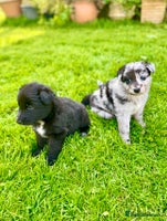 Mixed Breed dogs - Advert 2