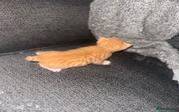 Manx cats for sale: Beautiful Banx Kittens  - Image 18