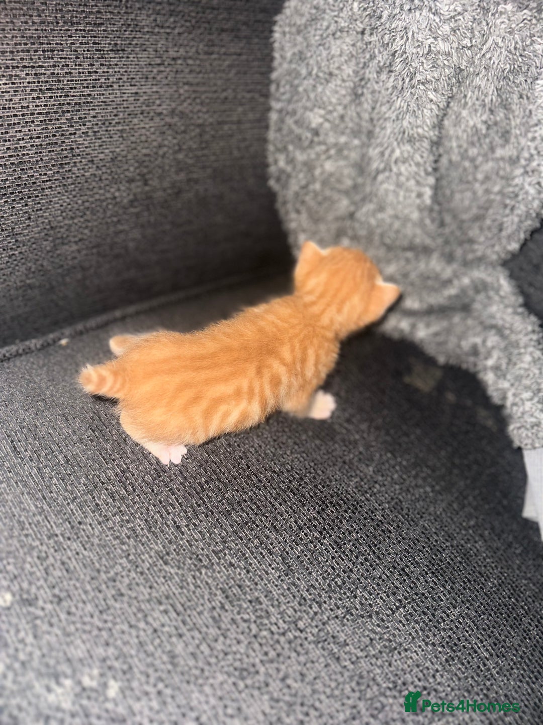 Manx cats for sale: Beautiful Banx Kittens  - Image 18
