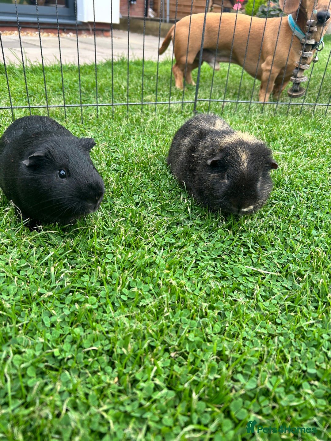 Guinea Pig rodents for sale: 2 Friendly boy guinea pigs looking for a new home - Advert 2