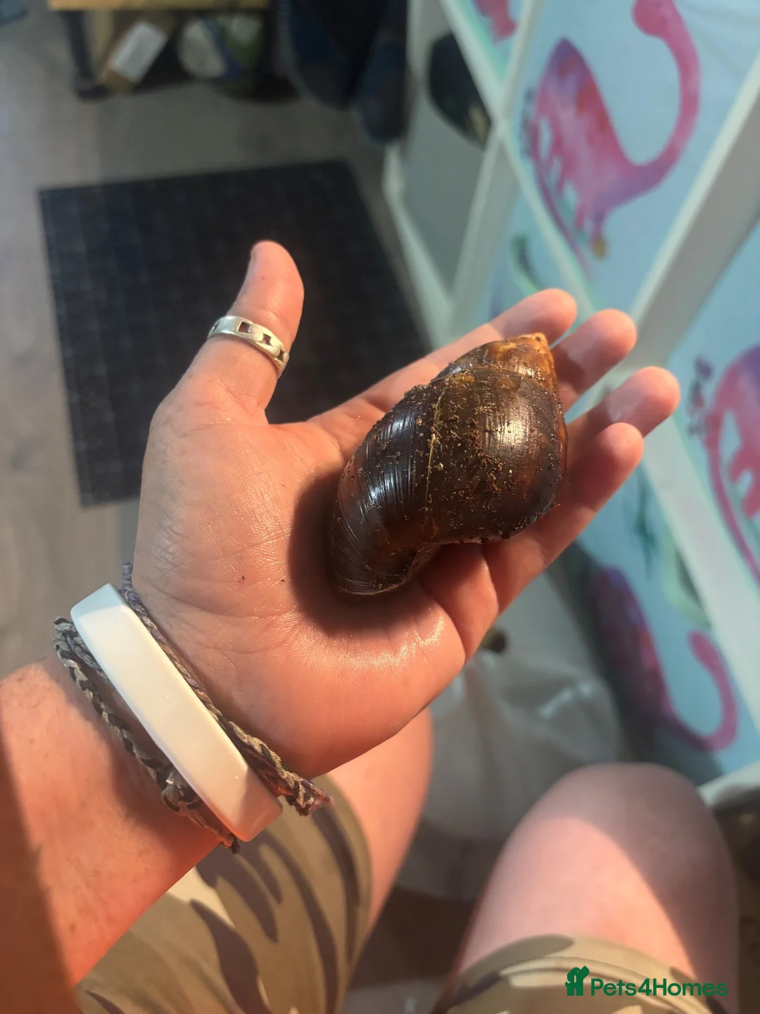 Mixed Breed reptiles for sale: African land snails  in Mountain Ash - Advert 2
