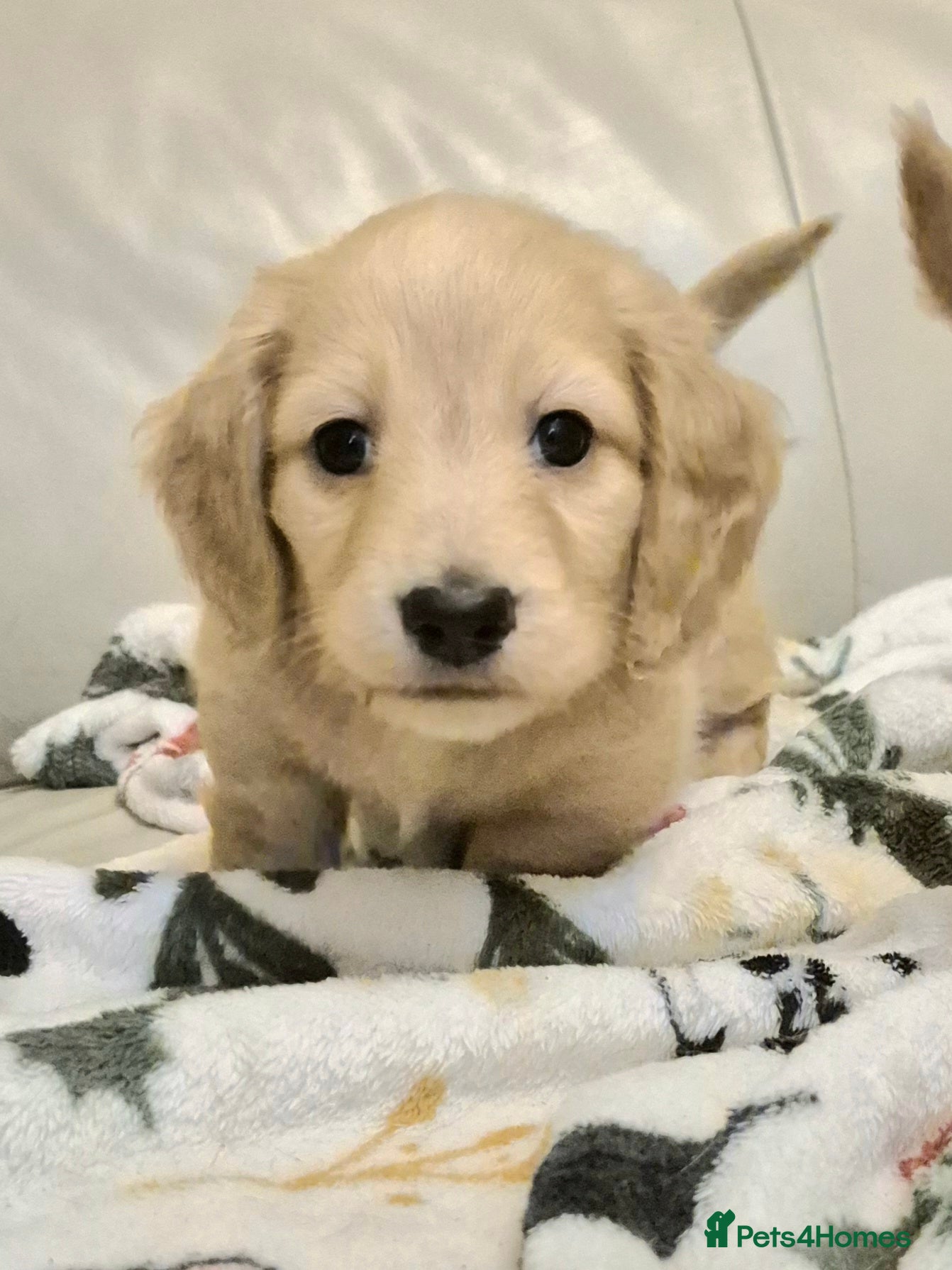 Miniature Dachshund dogs Miniature dachshund KC reg long haired cream - Advert 8