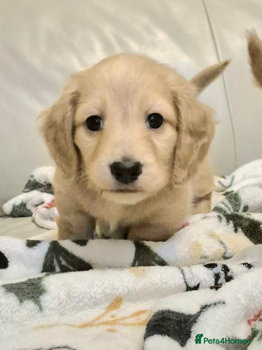 Miniature Dachshund dogs for sale: Miniature dachshund KC reg long haired cream - Advert 3