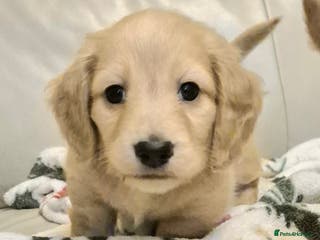 Miniature Dachshund dogs Miniature dachshund KC reg long haired cream - Advert 1