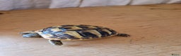 Hermann Tortoise reptiles for sale: Hermanns Tortoises - Advert 3