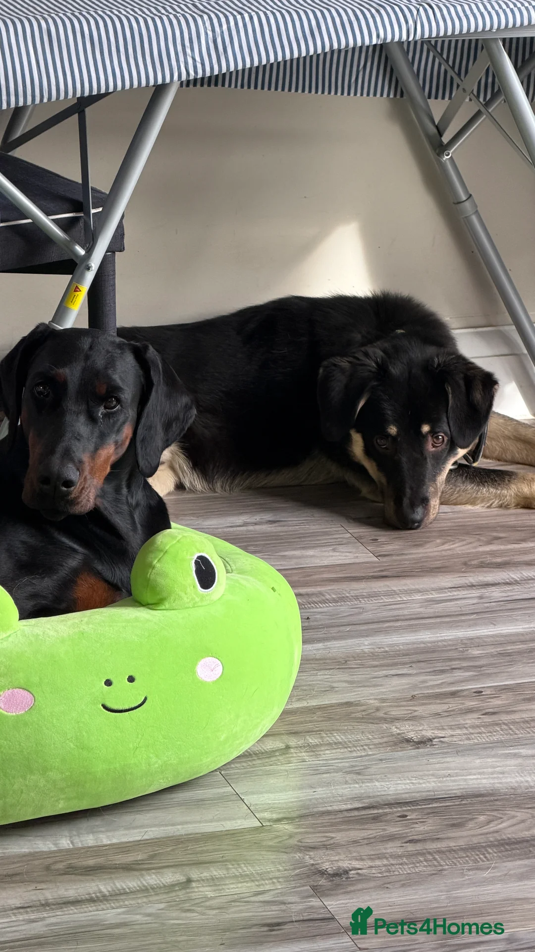 Mixed Breed dogs for adoption: Sweet Scout 💙 Gentle Boy, Loves Dogs!  - Advert 10