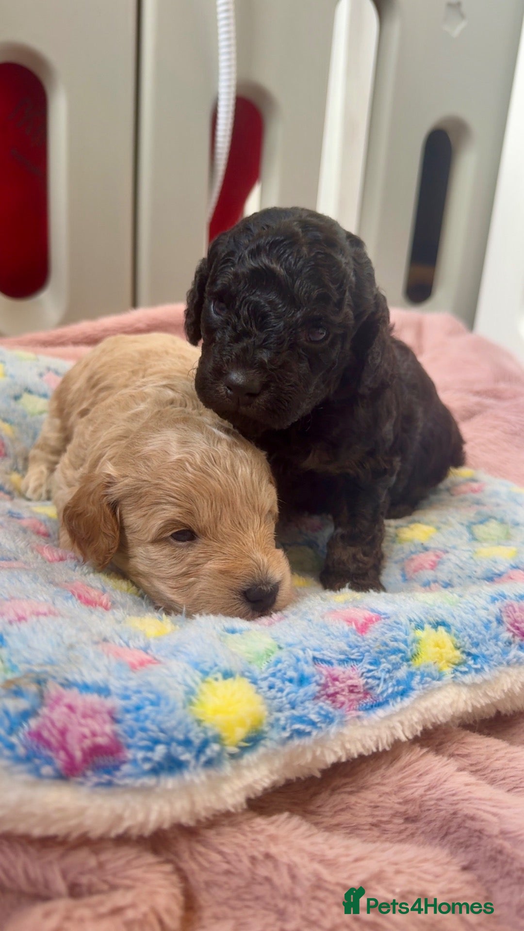 Cockapoo dogs GORGEOUS F1B COCKAPOO PUPPIES AVAILABLE TO RESERVE - Advert 1