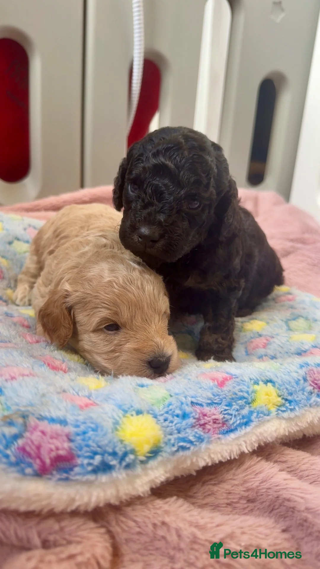 Cockapoo dogs for sale: GORGEOUS F1B COCKAPOO PUPPIES AVAILABLE TO RESERVE - Advert 1