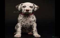Dalmatian dogs for sale: Ready now 1 black spot bitch & 3 liver spot bitch - Image 1