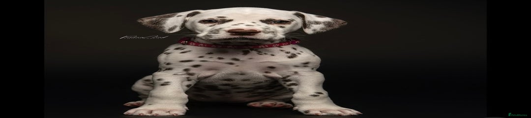 Dalmatian Puppy 2
