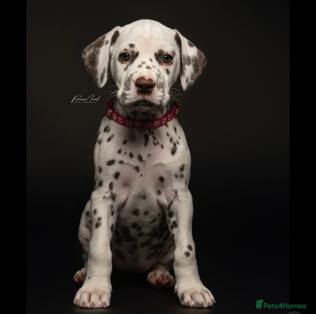 Dalmatian dogs for sale: Ready now 1 black spot bitch & 3 liver spot bitch - Image 1