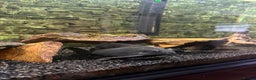 Catfish fish for sale: Tropical fish for sale - Advert 4