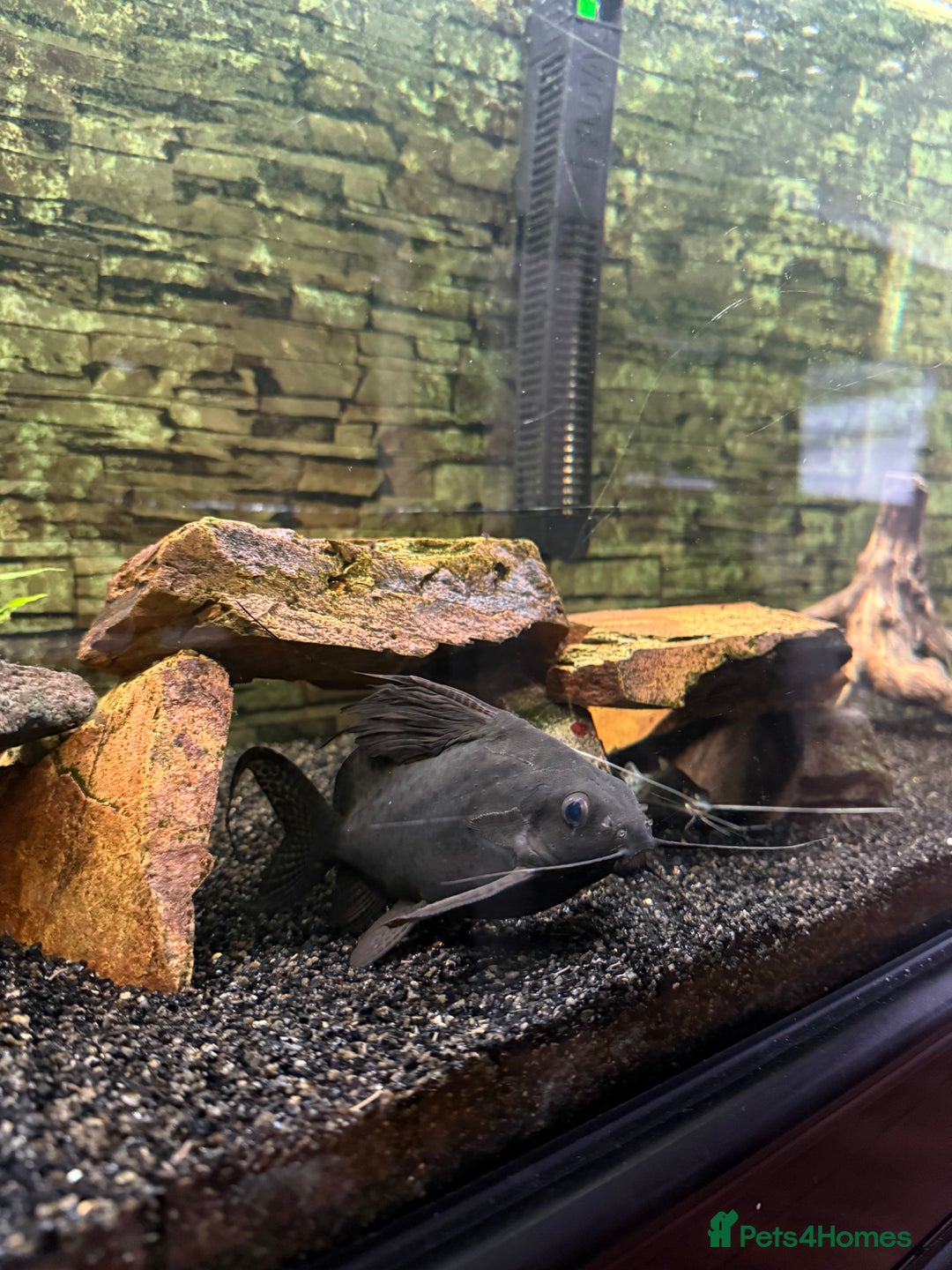 Catfish fish for sale: Tropical fish for sale - Advert 4