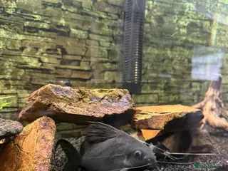 Catfish fish Featherfin catfish - Advert 3