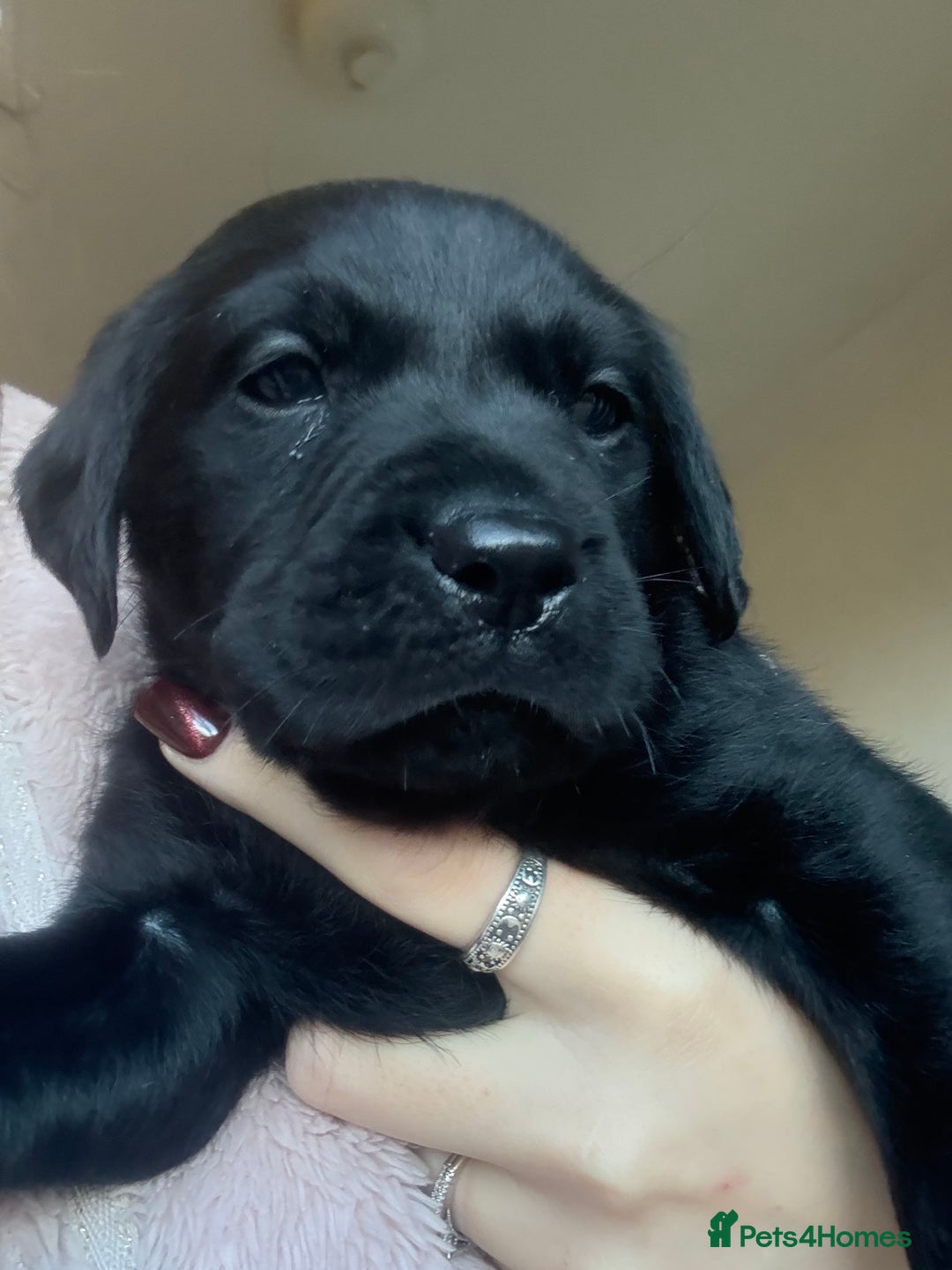 Labrador Retriever dogs for sale: Labrador puppies.  - Advert 22