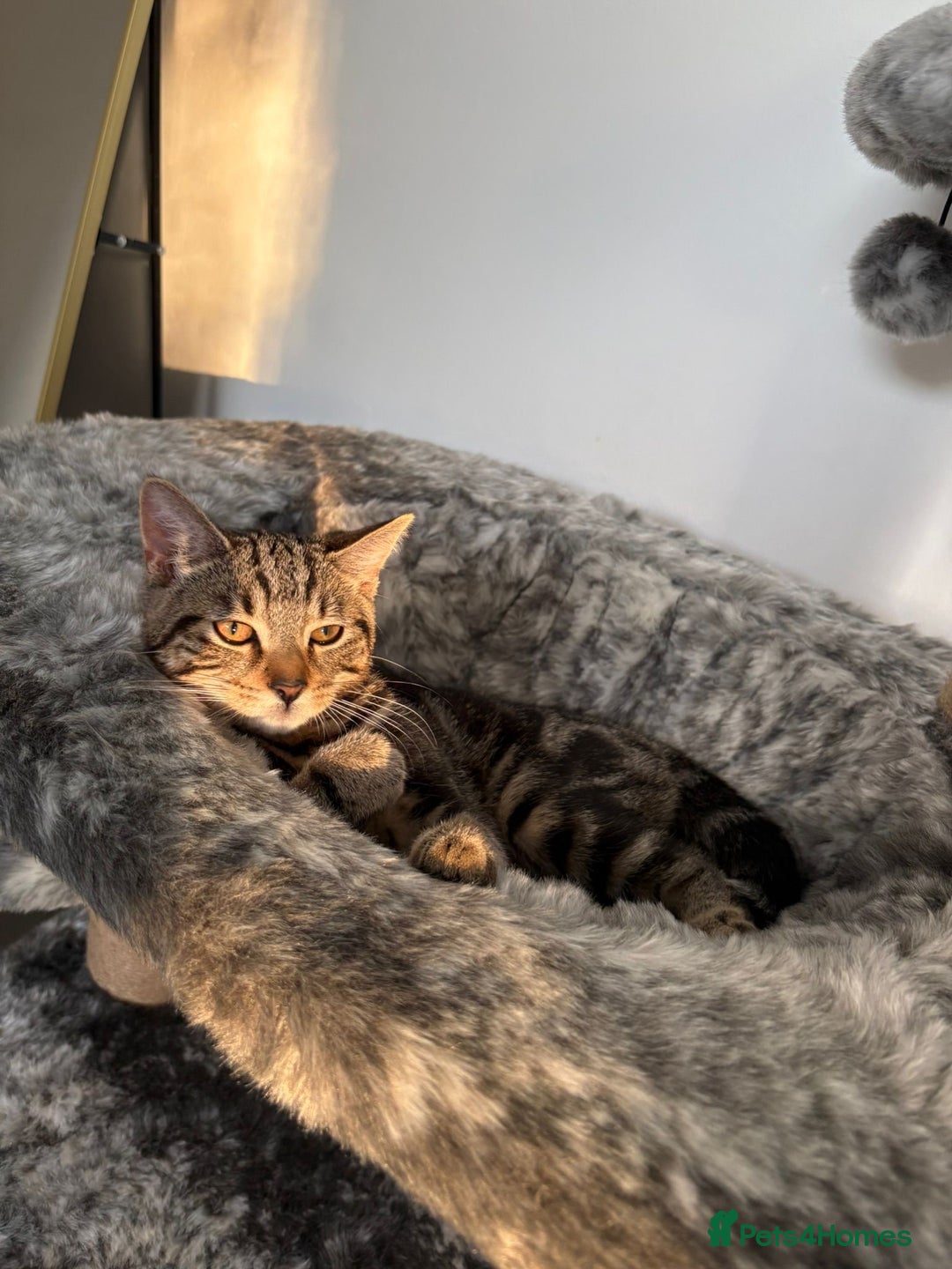 Mixed Breed cats for sale: Tabby male 6 month old kitten - Advert 8