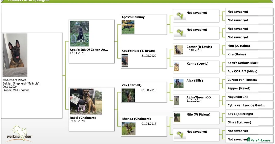 Belgian Shepherd Dog dogs for sale: Nova  - Advert 17