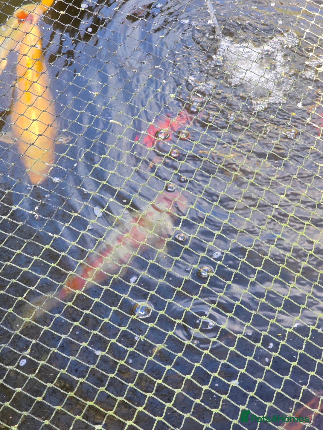 Koi Carp fish for sale: koi carp x4 - Advert 3