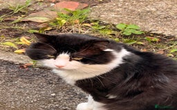 Turkish Angora cats for sale: Turkish Angora Tuxedo  - Image 4