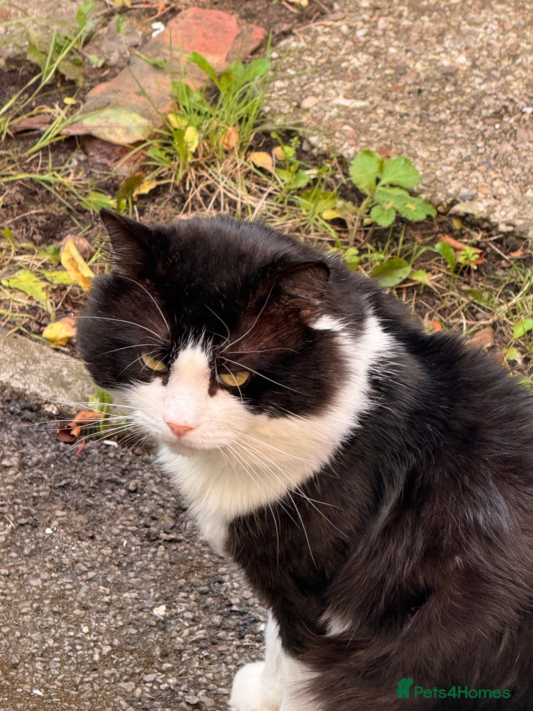 Turkish Angora cats for sale: Turkish Angora Tuxedo  - Image 4