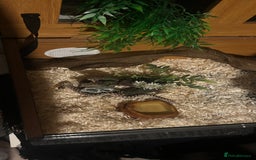 Snake reptiles for sale: Male hognose snake with vivarium and products - Image 2