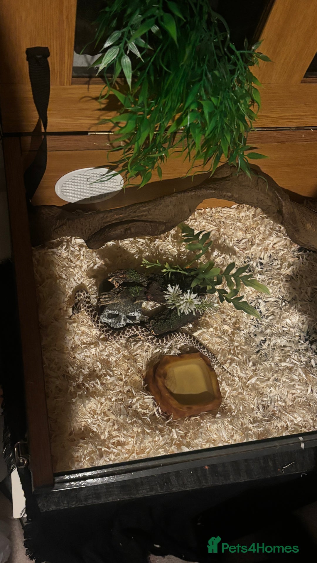 Snake reptiles for sale: Male hognose snake with vivarium and products - Image 2