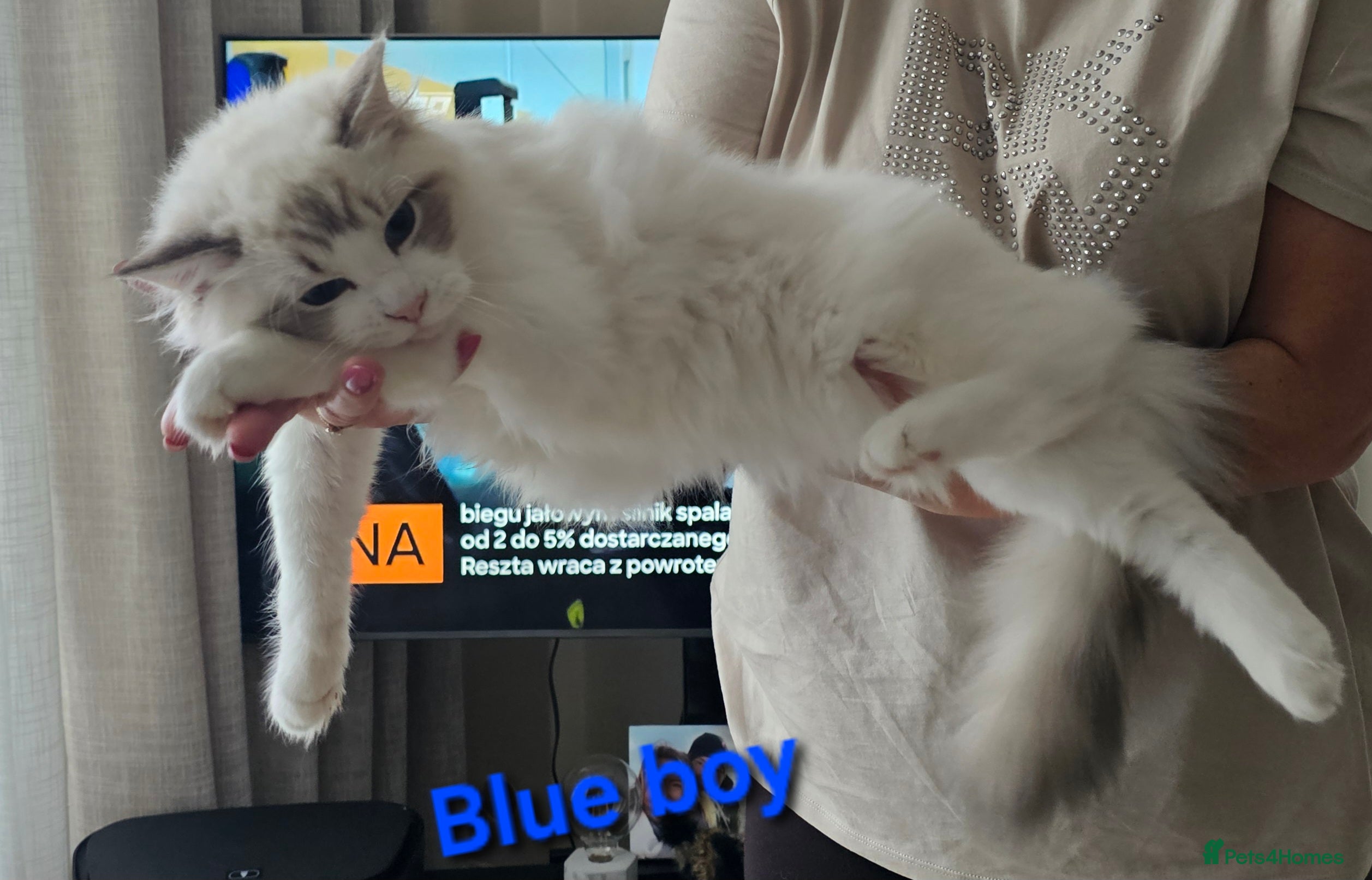 Ragdoll cats ACTIVE Gccf 1 boy 1 girl left  - Advert 15