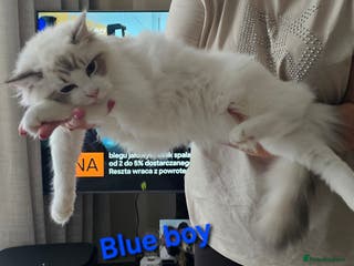 Ragdoll cats ACTIVE Gccf 1 boy 1 girl left - Advert 4