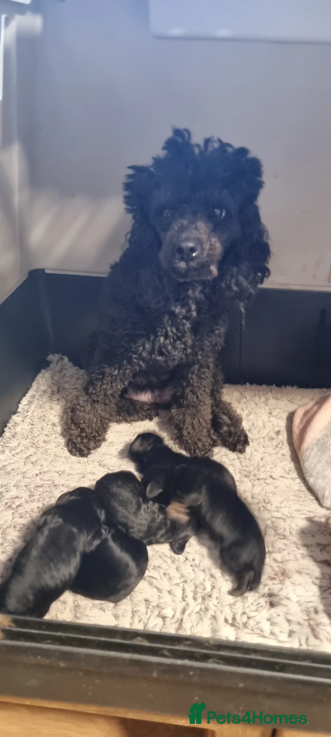 Cavapoo dogs for sale: Toy f1 cavapoo babies - Advert 1