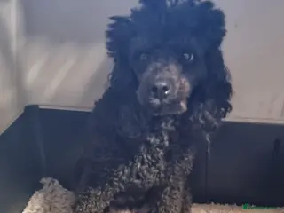 Cavapoo dogs Toy f1 cavapoo babies - Advert 2