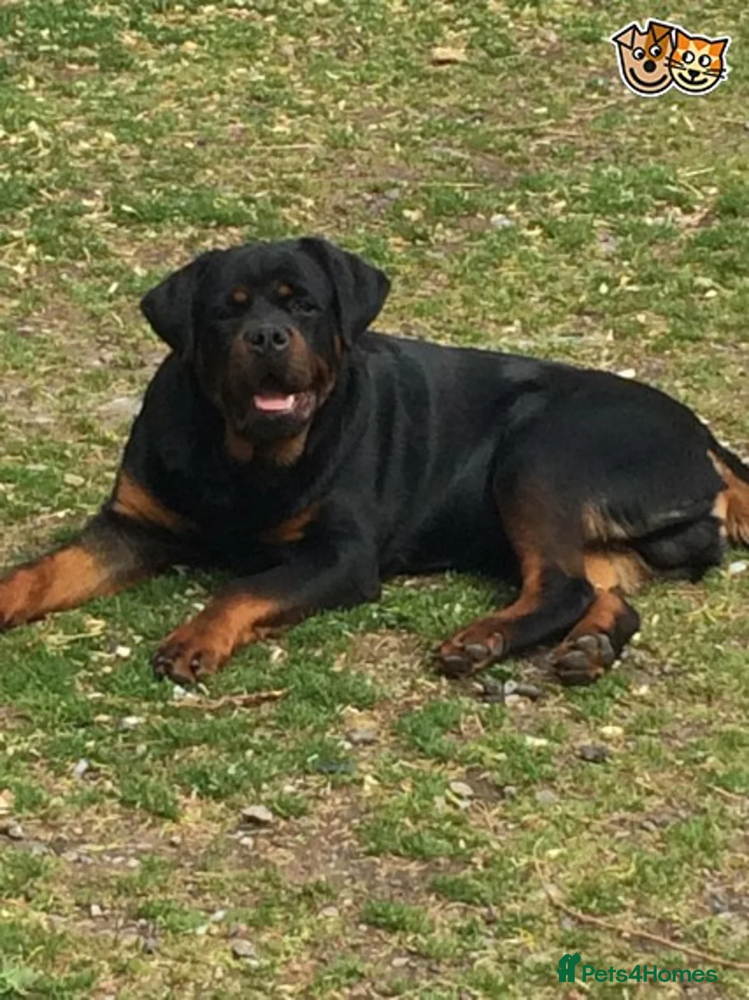 Rottweiler dogs for stud: **** FAUSTINIS TK,S QUANTOM OF SOLICE **** in Preston - Advert 22