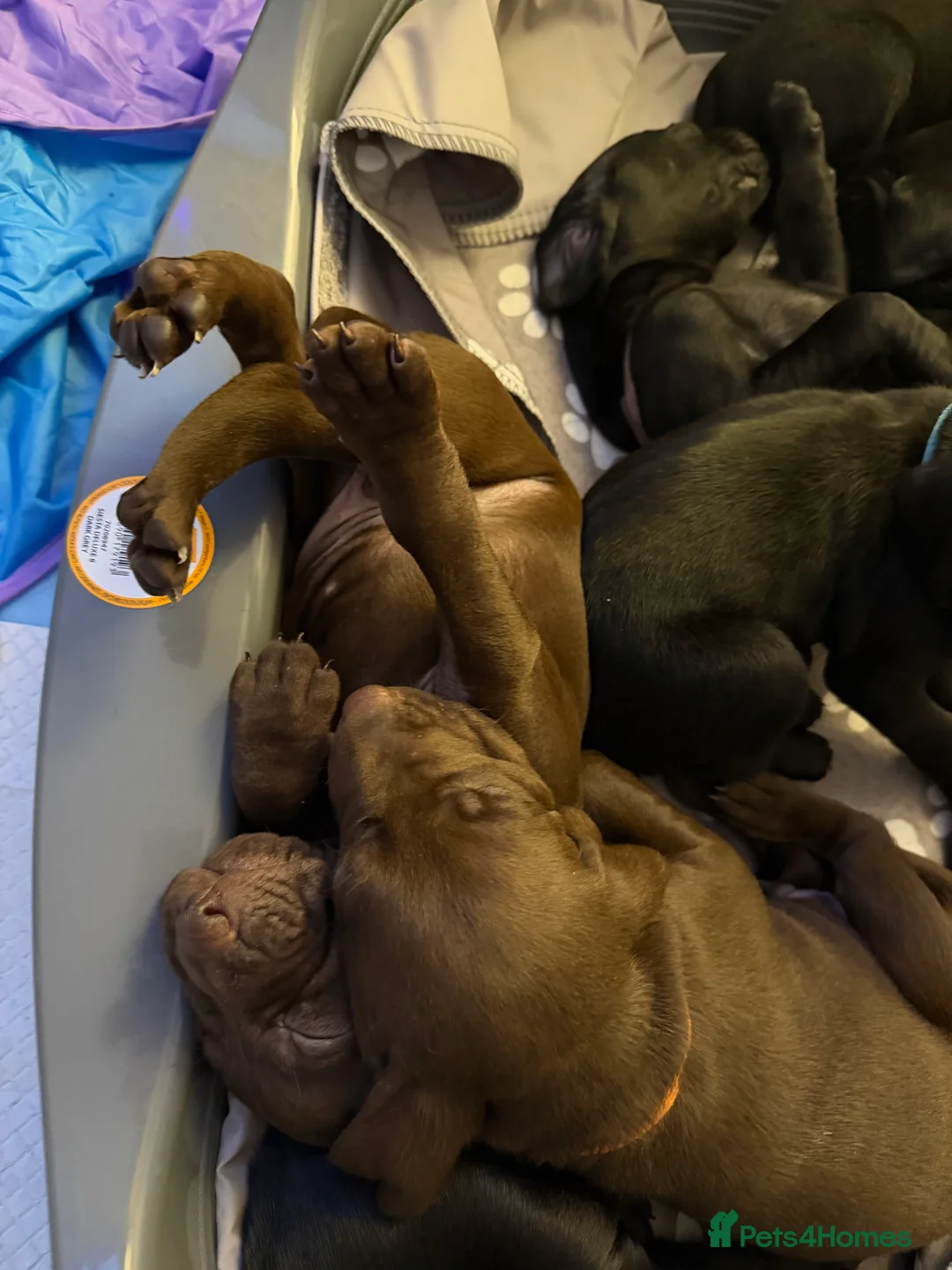 Mixed Breed dogs for sale: Vizmaraner puppies  - Advert 29