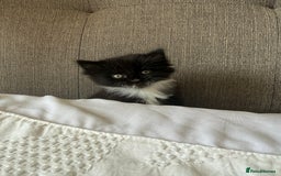 Mixed Breed cats for sale: Beautiful fluffy kittens for excellent homes  in Gillingham - Image 4