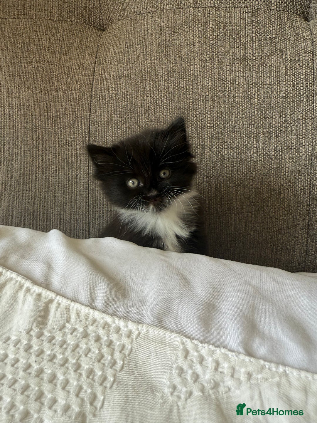 Mixed Breed cats for sale: Beautiful fluffy kittens for excellent homes  in Gillingham - Image 4