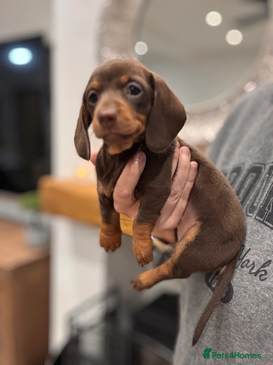 Miniature Dachshund dogs for sale: Miniature dachshund  - Advert 16