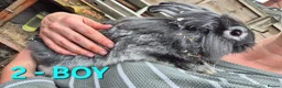 Mixed Breed rabbits for sale: Bunnies for sale in Cannock - Advert 6