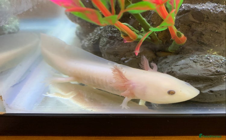 Axolotl reptiles - Advert 2