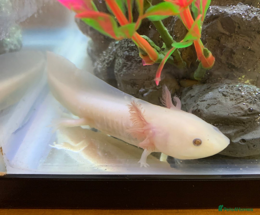 Axolotl reptiles for sale: Nicely grown on Axolotls mixed colours - Image 1