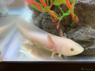 Axolotl reptiles - Advert 23