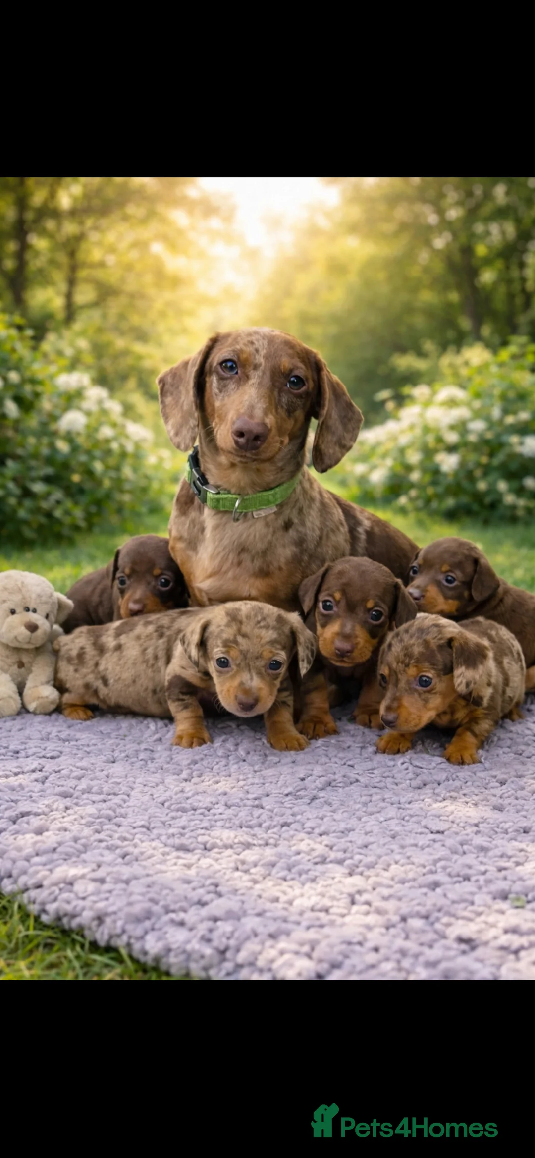 Miniature Dachshund dogs for sale: Miniature dachshund puppies 🐶  - Advert 34