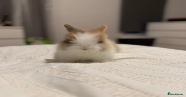 Lionhead rabbits - Advert 2