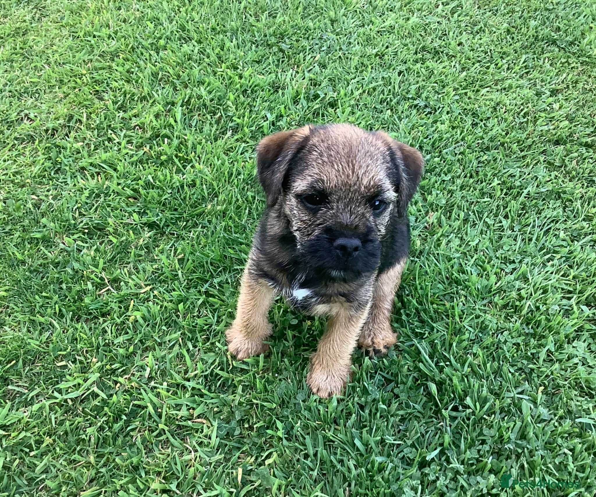 Border Terrier dogs KC Registered Border Terrier puppy  - Advert 4