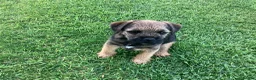 Border Terrier dogs for sale: KC Registered Border Terrier puppy  in Ashbourne - Advert 3