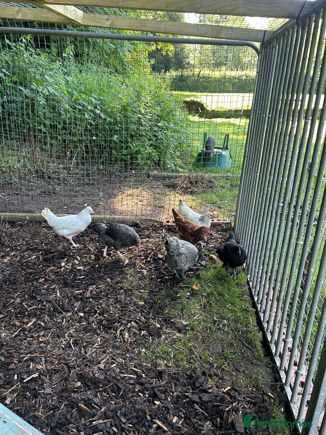Hens poultry for sale: Chickens in Shifnal - Advert 2