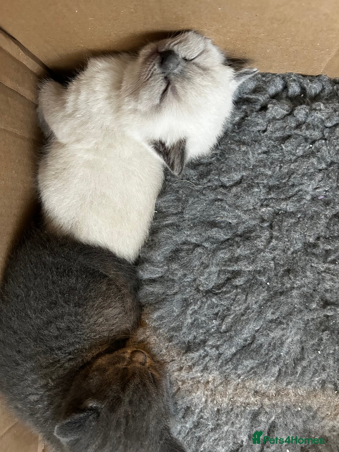 British Shorthair cats for sale: British Shorthair Kittens for sale - Advert 4