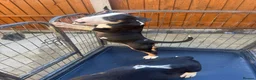 English Bull Terrier dogs for sale: English bull terriers puppies - Advert 6