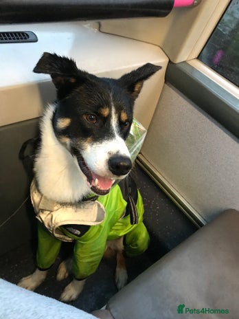 Mixed Breed dogs in Glasgow - Advert 17