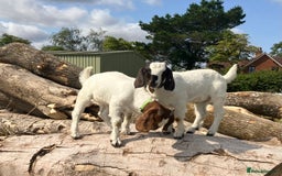 Goats livestock for sale: Trio of Boer wethers - Image 3