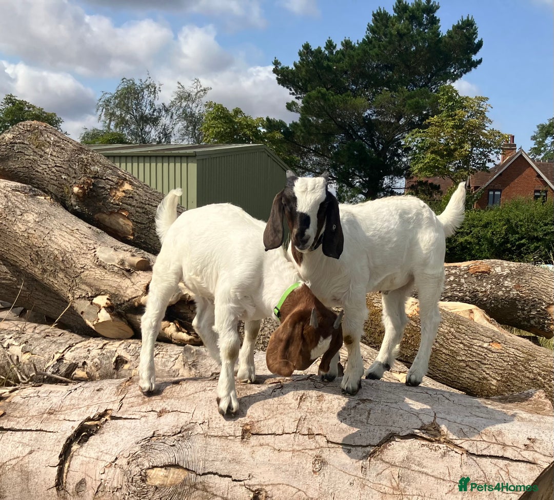 Goats livestock for sale: Trio of Boer wethers - Image 3
